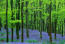 Bluebells {ymion nonscriptus} in Beech plantation {Fagus sylvatica} Dorset UK