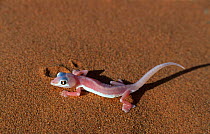 Web footed gecko {Palmatogecko rangei} Namib - Naukluft NP, Namibia