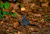 Catbird sitting in ants nest to clean feathers (anting) {Dumetella carolinensis} NY USA