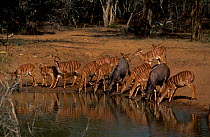 Nyala herd drinking at waterhole {Tragelaphus angasi} Phinda RR South Africa