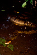Anaconda swimming {Eunectes murinus} River Napo Ecuador Amazon