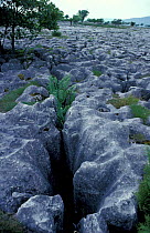Ferns and Sycamores grow on Limestone pavement. Ingleborough Yorkshire UK