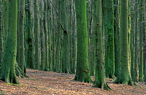 Sycamore and Beech trunks in winter. Lancashire UK
