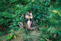 Mandrill male sitting on log {Mandrillus sphinx} captive, Franceville, Gabon