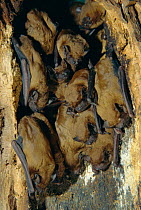 Group of Noctule bats roosting together inside tree trunk {Nyctalus noctula}