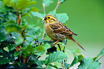 Portrait of Yellowhammer with insect prey in beak {Emberiza citrinella}