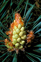Scots pine tree {Pinus sylvestris} emerging male inflorescences, Scotland