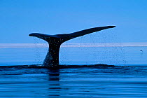 Bowhead whale {Balaena mysticetus} Baffin Island Canad