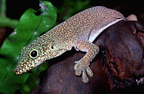 Standing's day gecko {Phelsuma standingi} Zombitse forest, Madagascar