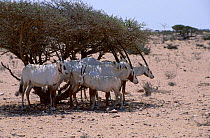 Arabian oryx herd in shade {Oryx leucoryx} Jaaluni Oman