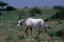 Arabian oryx walking {Oryx leucoryx} Jaaluni Oman