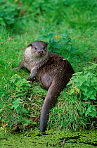 European river otter {Lutra lutra} UK