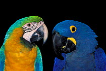 Hyacinth macaw {Anodorhynchus hyacinthus} + Blue and yellow macaw {Ara ararauna} captive