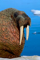 Walrus portrait {Odobenus rosmarus} Baffin Is Canada