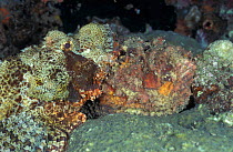 Tassled scorpionfish {S oxycephala} on Stonefish {S verrucosa} Sulawesi Indonesia