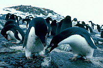 Adelie penguin pair building nest {Pygoscelis adeliae} Signy Is, Antarctica
