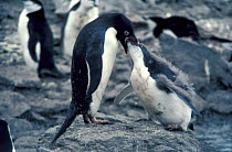 Adelie penguin feeds 2 month chick {Pygoscelis adeliae} Signy Island, Antarctica