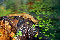 Smooth newt female by water {Triturus vulgaris} UK