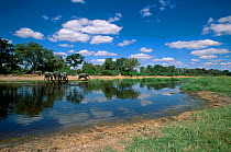 Elephants Hippopotamus in River Khwai Moremi WR Botswana