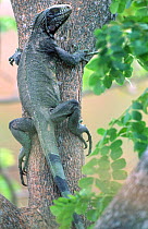 Common iguana climbing tree {Iguana iguana} Llanos del Orinoco, Venezuela