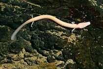 Olm / Blind salamander on rock {Proteus anguinus} Germany