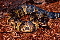 Water moccasin snake / Cottonmouth. USA {Agkristrodon piscivorus}