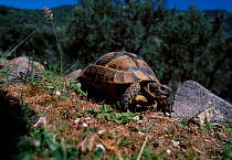Hermanns tortoise {Testudo hermanni} Lesbos Greece