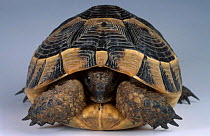 Hermanns tortoise {Testudo hermanni} at breeding station Italy captive
