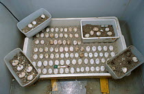 Incubator with Hermanns tortoise eggs Breeding station Italy {Testudo hermanni}
