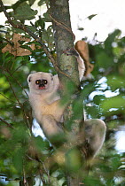 Silky sifaka {Propithecus diadema candidus} Marojejy Reserve Madagascar.