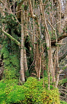 Hazel tree suckers {Corylus avellana} Scotland UK