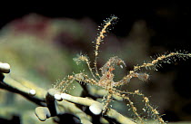 Decorator crab catching plankton {Majiidae sp.} South Pacific, Philippines