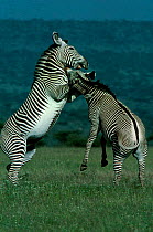 Grevy zebra males fighting {Equus grevyi} Samburu GR Kenya