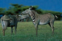 Grevy zebra males interacting {Equus grevyi} Samburu GR Kenya