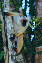 Black Lemur, female {Lemur macaco} Nosy Be, N.W. Madagascar