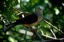 Pink pigeon {Columba mayeri} Pigeon Island Mauritius