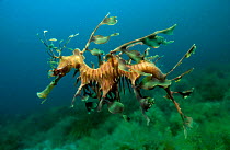 Leafy sea dragon male {Phycodurus eques} Kangaroo Island Australia