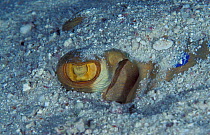 Ribbontail stingray under sand {Taeniura lymna} Red Sea, Egypt