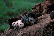 Small toothed rock hyrax group {Heterohyrax brucei} Tsavo NP Kenya Kilaguni lodge