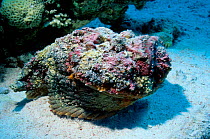 Stonefish buried on sea floor {Synanceja verrucosa} Red Sea Eygpt