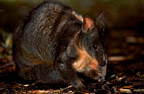 Rufous bellied pademelon {Thylogale billardierri} Tasmania Australia