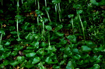 Liverwort {Marchantia polymorpha} Scotland UK