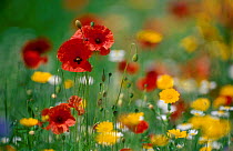 Wild flowers in reseeded meadow Common poppy Corn marigold Corn chamomile. UK