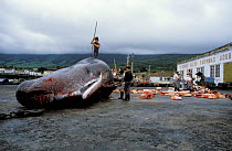 Whalers butchering Sperm whale {Physeter macrocephalus} Azores