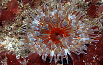 Dahlia anemone {Tealia felina} England