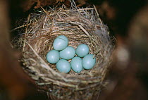 Pied flycatcher nest with eggs {Ficedula hypoleuca} Tregaron, Wales, UK