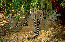 Ring-tailed lemurs in tropical dry forest {Lemur catta} Berenty R Madagascar