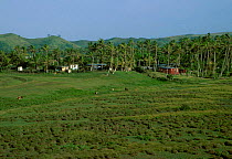 Village huts amongst palm trees Vitu Levu Fiji