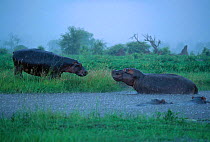 Hippopotami during rain storm {Hippopotamus amphibius} Moremi WR Botswana