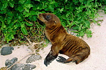 Galapagos sealion pup {Zalophus californianus wollebake} Sante Fe, Galapagos
